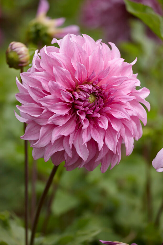 Dahlia Dekorativ Vassio Meggos 1-pack